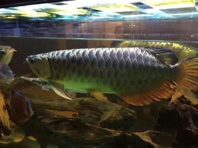 龍魚橫著游：影響龍魚橫游的因素