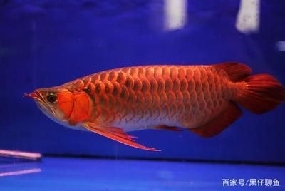 龍魚稍微翹頭怎么處理好（如何處理龍魚稍微翹頭的問題）