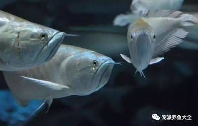 龍魚最近怎么總是跳缸：龍魚為什么會跳缸？