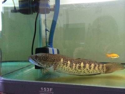 雷龍魚科普（雷龍魚價格比較昂貴，雷龍魚價格貴，雷龍魚的混養注意事項）