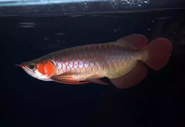 龍魚(yú)輕微兜嘴是缺鈣嗎？（龍魚(yú)兜嘴怎么辦）
