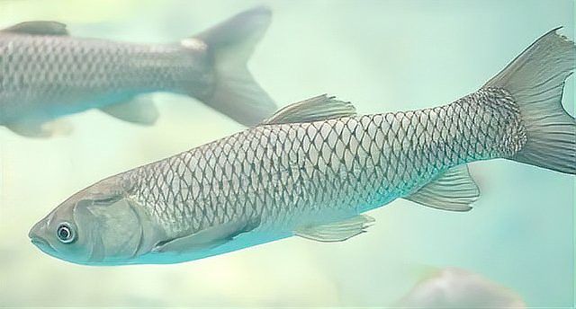 有哪些預防龍魚真菌病復發的技巧？