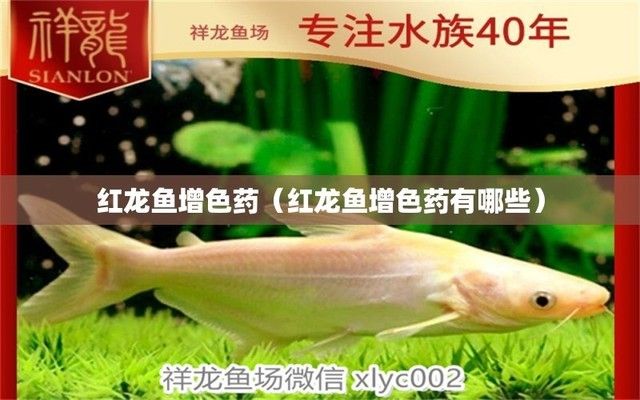紅龍魚視頻高清下載大全免費(fèi)（紅龍魚視頻高清下載大全免費(fèi)觀看）