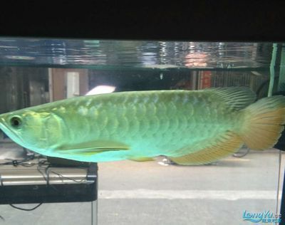杭州龍魚批發市場地址電話（杭州龍魚市場介紹）
