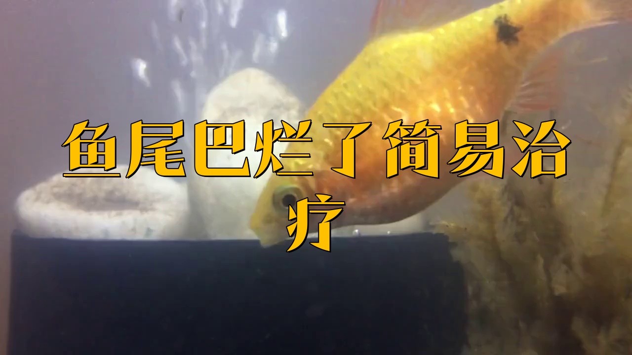 金龍魚爛尾如何隔離？