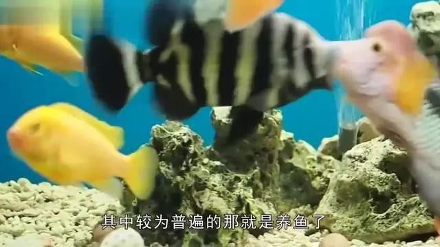 紅龍魚美容手術風險大嗎？