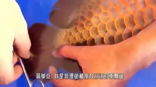 紅龍魚美容手術風險大嗎？