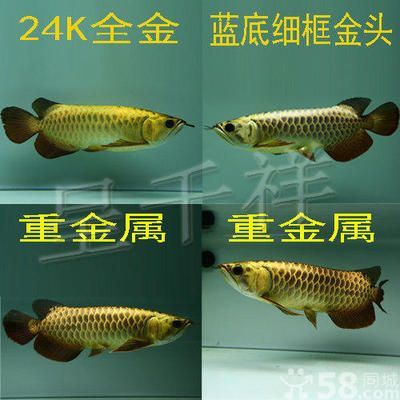 24k金頭過背金龍魚價格：24k金頭過背金龍魚價格多少錢一條過背金龍魚多少錢一條