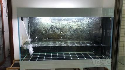 大型龍魚缸有必要貼三面嗎（大型龍魚缸是否有必要貼三面，不同的魚友有不同的看法和經驗分享）