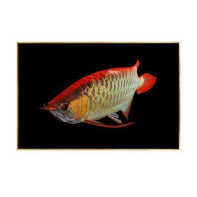 金龍魚黑底白背景：關于金龍魚黑底白背景的一些討論