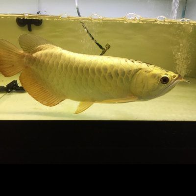 金龍魚魚苗培育基地【金龍魚魚苗培育基地是專門用于培育金龍魚魚苗的場所】