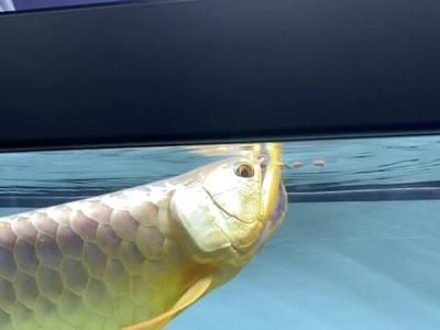 龍魚狀態怎么調整：如何調整龍魚的狀態