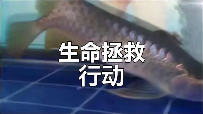 龍魚腹水手術風險大嗎？