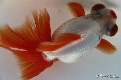 屬龍的養金魚養幾條好：屬龍人養金魚的最佳數量是多少？