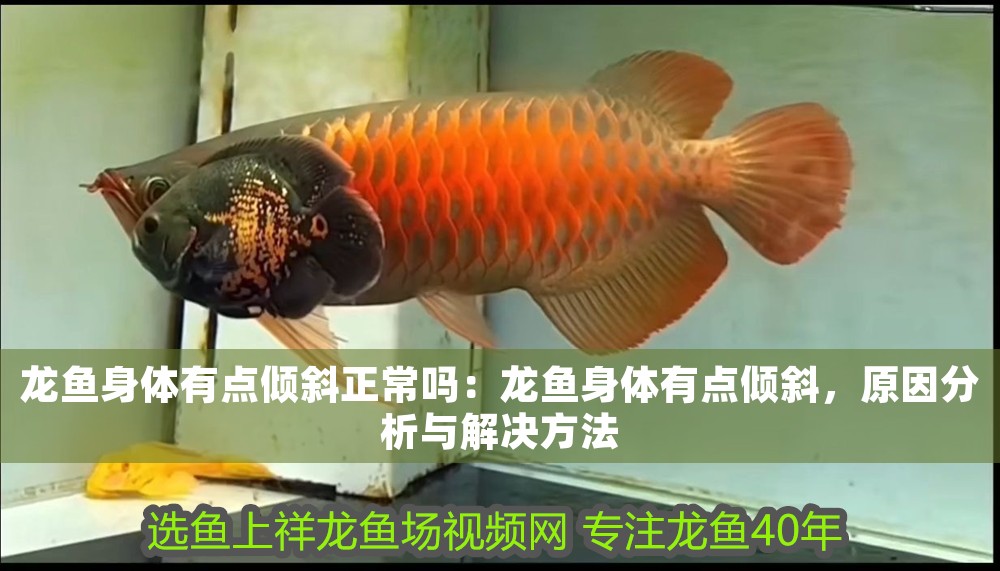 龍魚身體有點傾斜正常嗎：龍魚身體有點傾斜，原因分析與解決方法