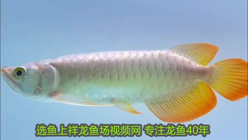 龍魚身體有點傾斜正常嗎：龍魚身體有點傾斜，原因分析與解決方法