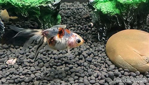 哪些藥物會導致龍魚停食？