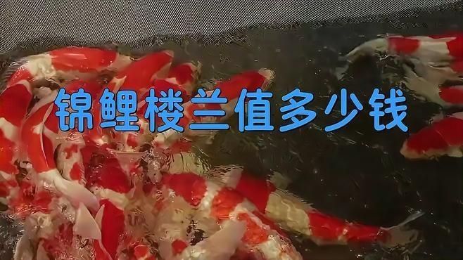 錦鯉樓蘭的具體拍賣過程是怎樣的？