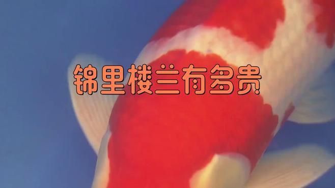 錦鯉樓蘭的具體拍賣過程是怎樣的？