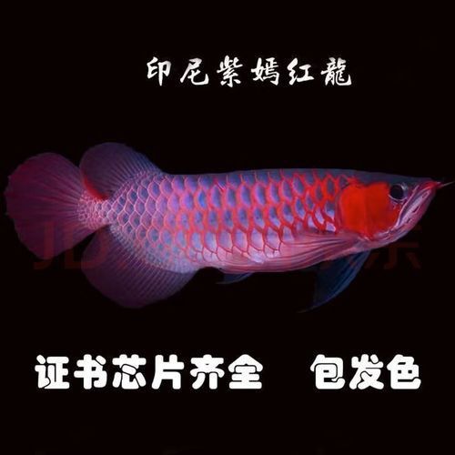 紫色金龍魚多少錢一條