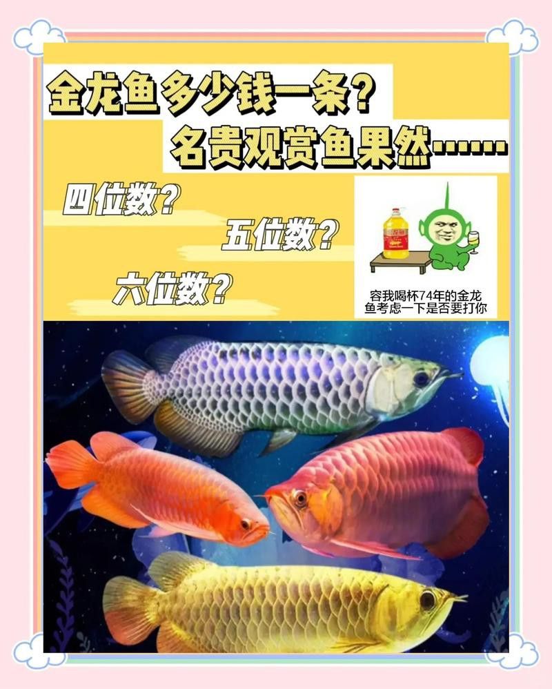紫色金龍魚多少錢一條