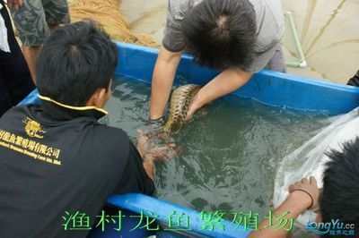龍魚喂蜈蚣要注意什么事項：喂龍魚蜈蚣時，有幾個重要的注意事項需遵守，以確保龍魚的健康和安全