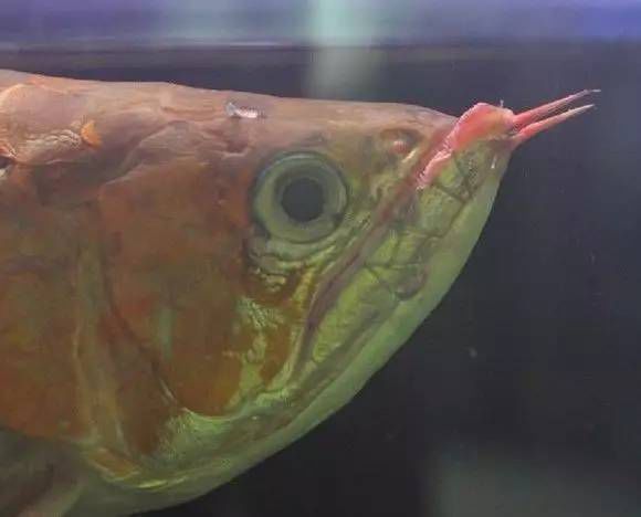 龍魚怎么治療兜嘴：龍魚兜嘴的治療方法