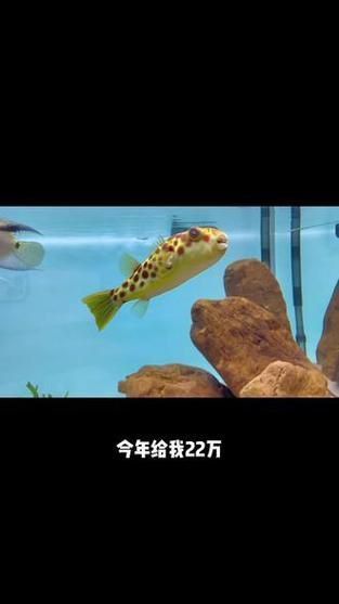 奈及利亞紅圓點狗頭最簡單處理方法圖解