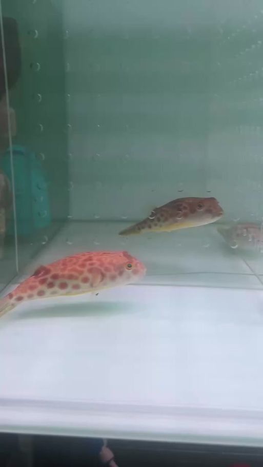 奈及利亞紅圓點狗頭最簡單處理方法圖解