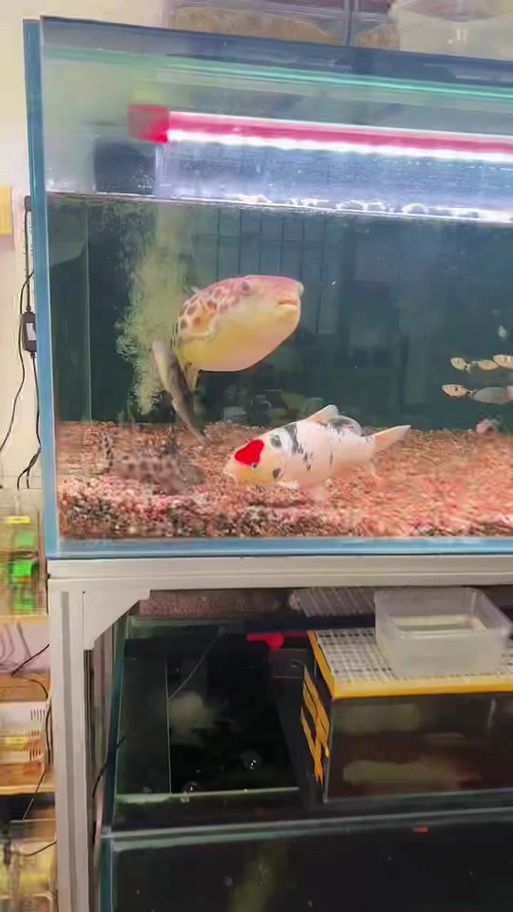 奈及利亞紅圓點狗頭最簡單處理方法圖解