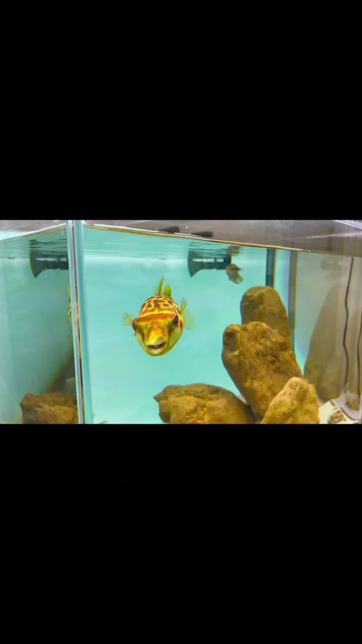 奈及利亞紅圓點狗頭最簡單處理方法圖解
