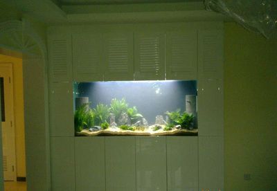 濟(jì)南龍魚批發(fā)（濟(jì)南最大水族批發(fā)市場-龍魚批發(fā)市場）