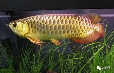 辦公室養(yǎng)金龍魚(yú)好嗎（辦公室養(yǎng)金魚(yú)有哪些風(fēng)水宜忌？）
