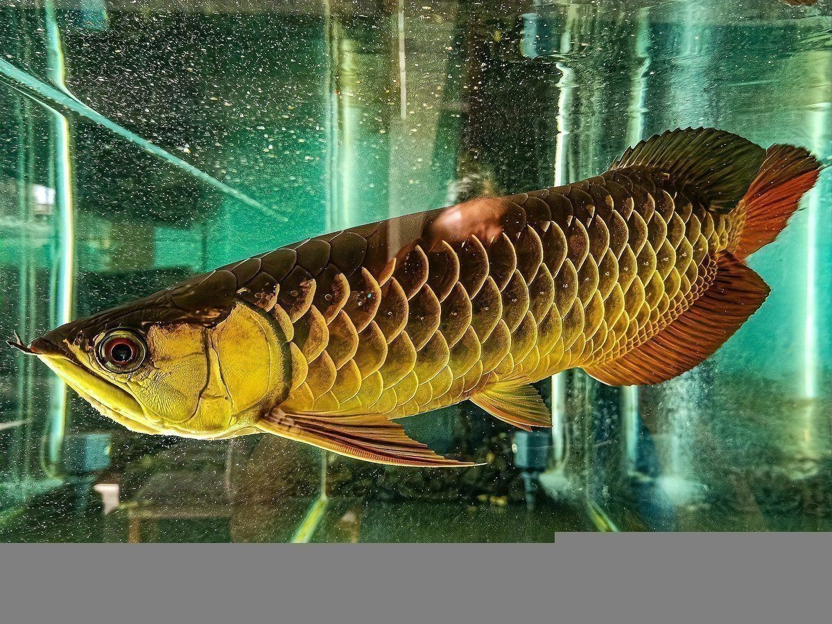 過背金龍魚發色期間需要換水嗎？