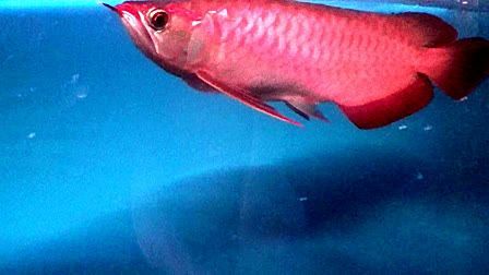 紅龍魚的介紹視頻：30篇紅龍魚飼養方法紅龍魚飼養方法紅龍魚品種介紹