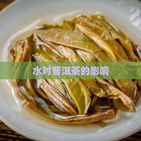 龍魚缸可以放熟普洱茶嗎視頻講解圖片