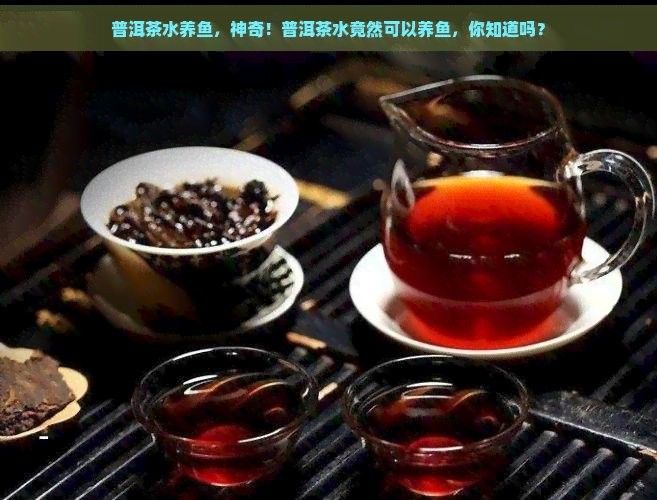 龍魚缸可以放熟普洱茶嗎視頻講解圖片