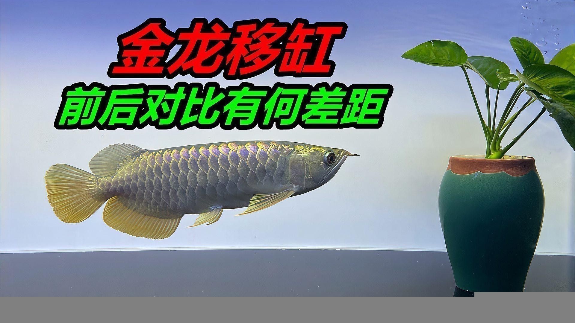 養金龍魚缸背景什么顏色好