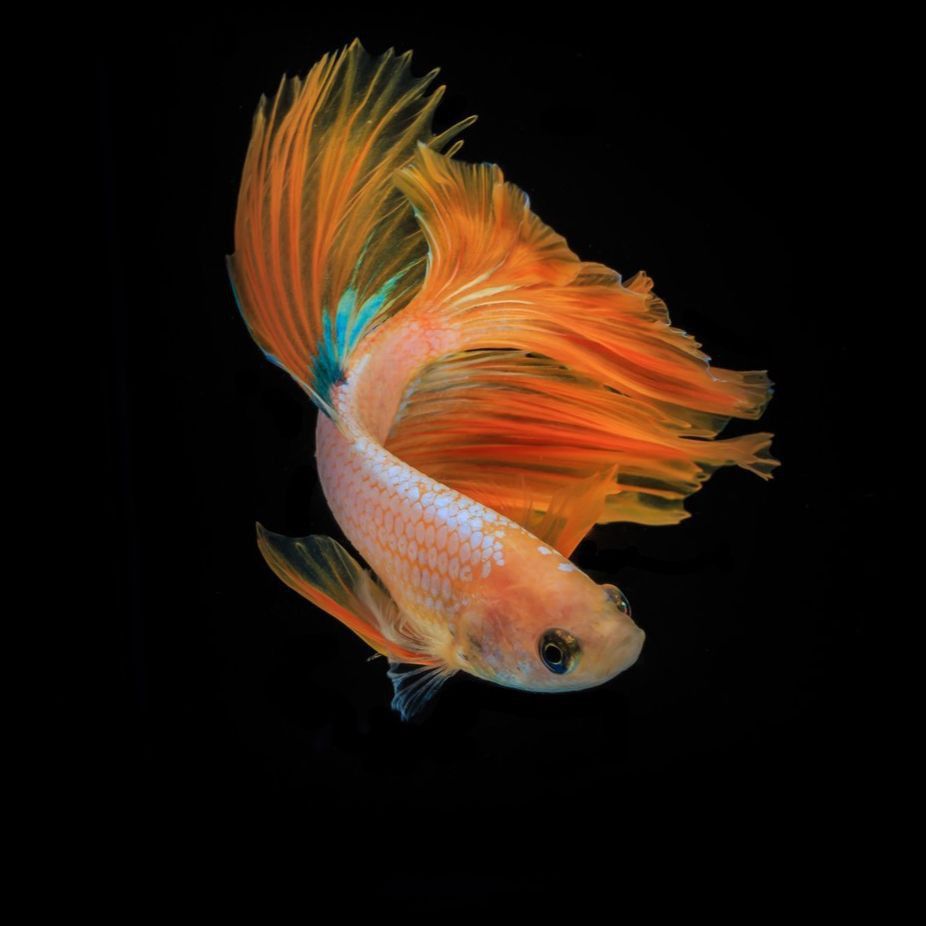 錦鯉魚是什么意思