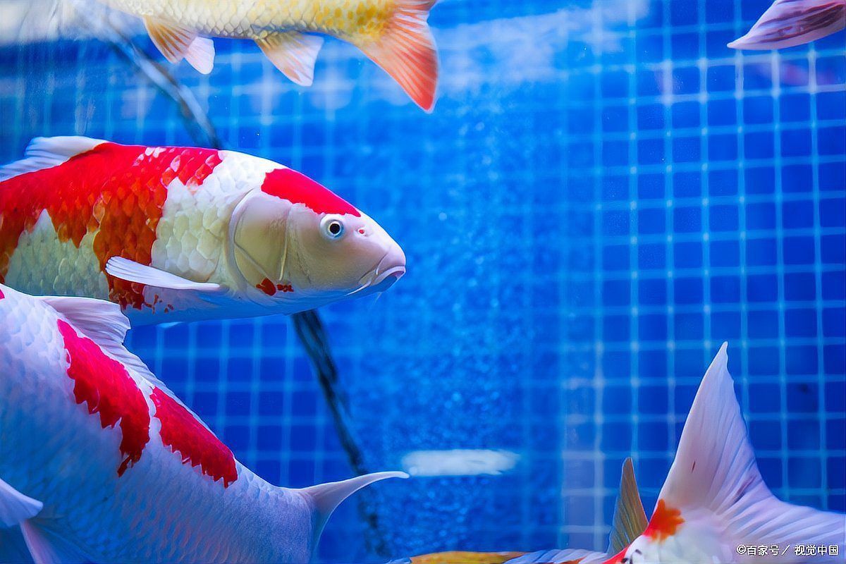 錦鯉魚是什么意思