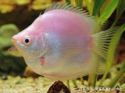 龍魚好養還是金魚好養呢，龍魚和金魚哪個好養