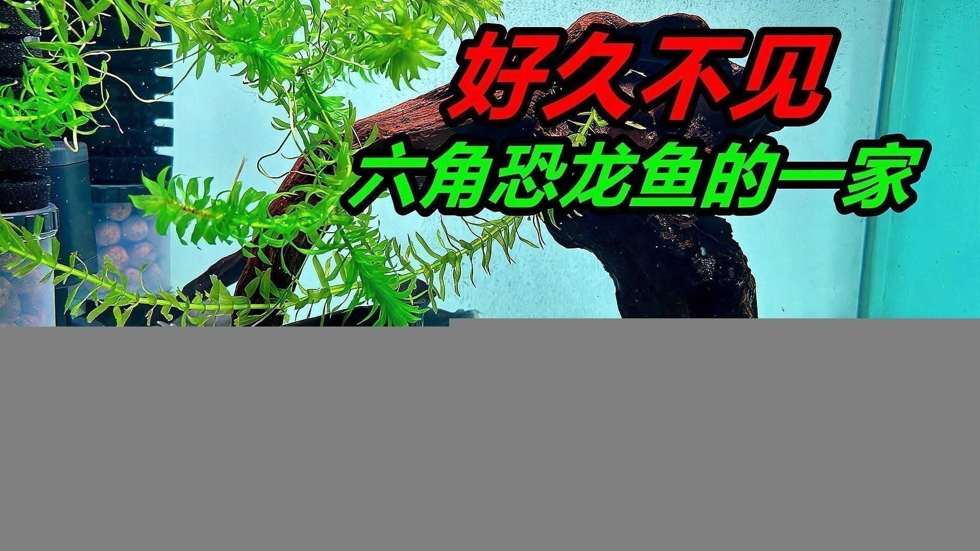 六角龍魚的飼養方法大全