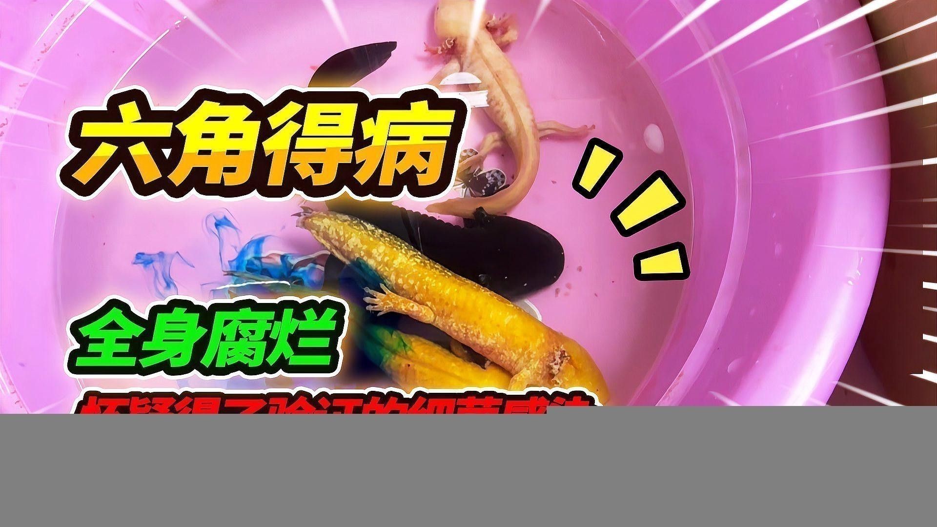 六角龍魚的飼養方法大全