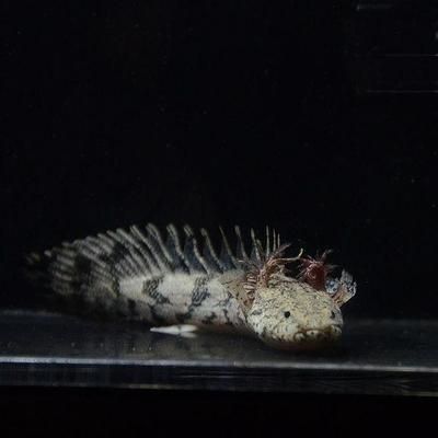 恐龍魚最貴的品種（世界上最貴的恐龍魚）