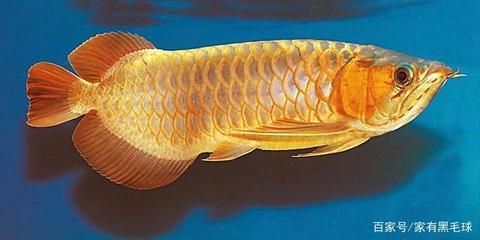 龍魚眼睛往外突出問題：龍魚眼睛往外突出可能是由于多種原因引起的