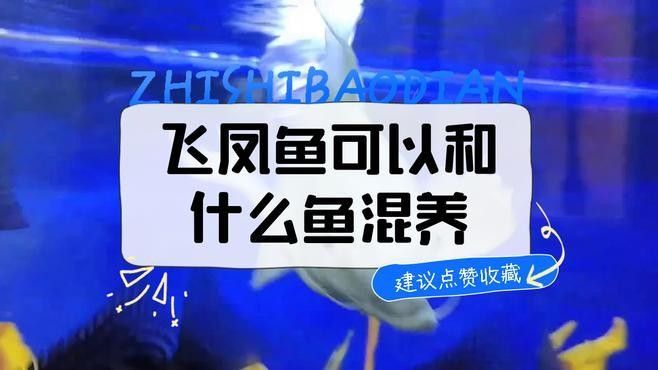 飛鳳可以跟龍魚混養嗎圖片