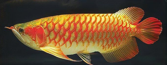 金龍福龍魚屬于雜魚嗎