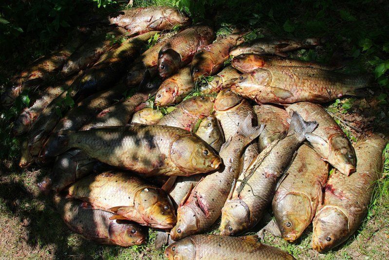 金龍福龍魚屬于雜魚嗎