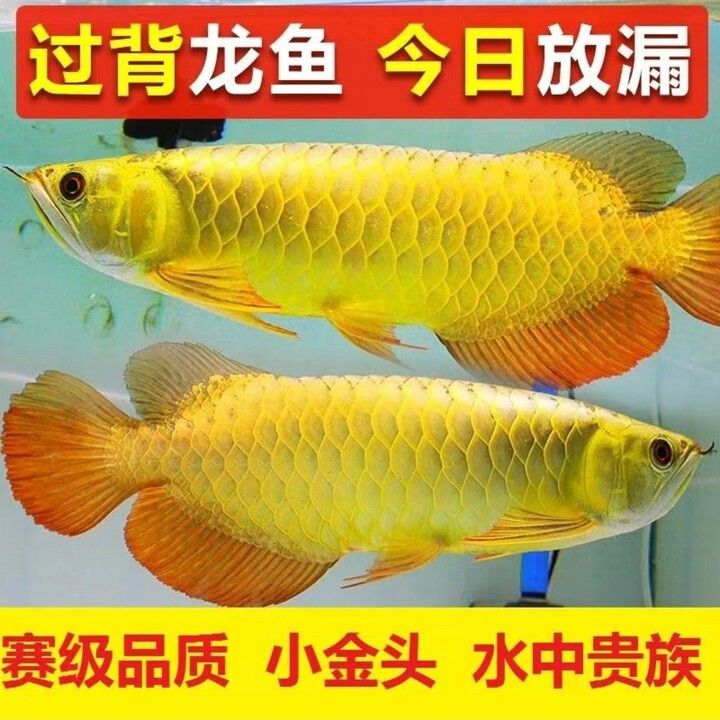 哪里有金龍魚苗賣