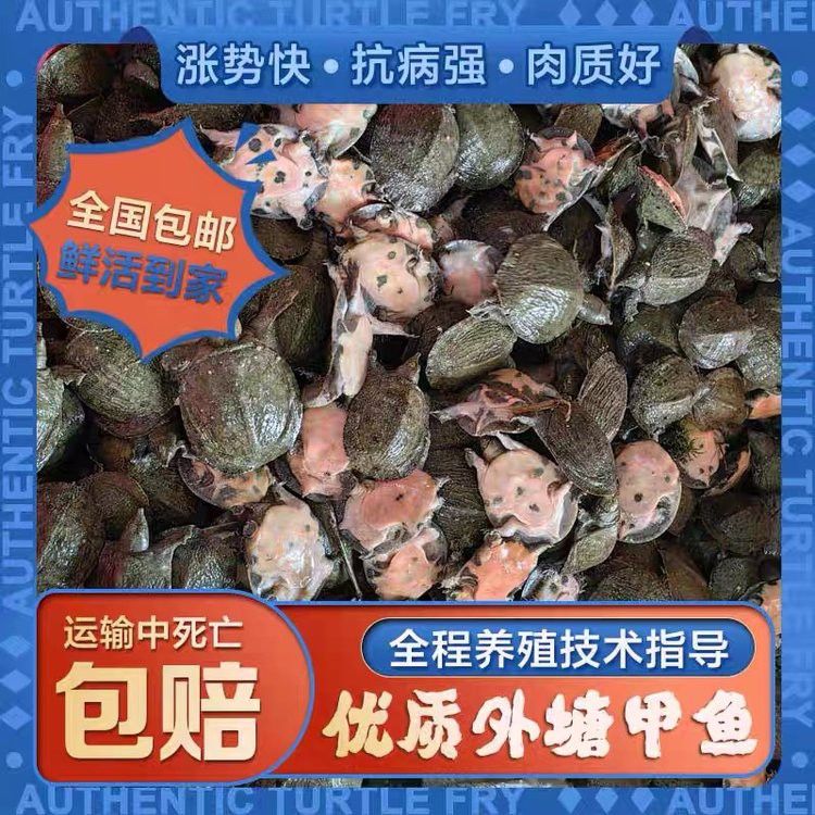 哪里有金龍魚苗賣